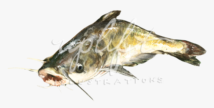 Catfish, HD Png Download, Free Download