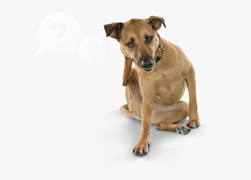 Itch Dog, HD Png Download, Free Download