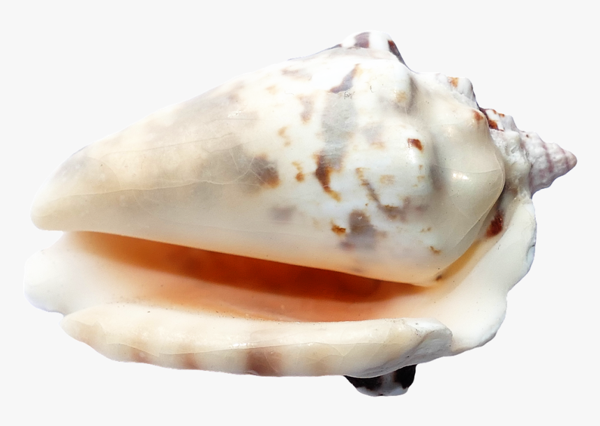 Seashell, HD Png Download, Free Download