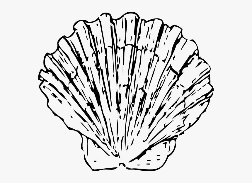 Scallop Black And White, HD Png Download, Free Download