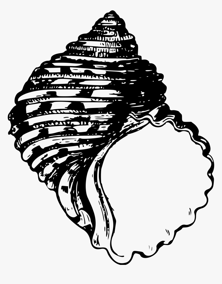 Transparent Sea Shells Png - Line Drawing Seashell, Png Download, Free Download