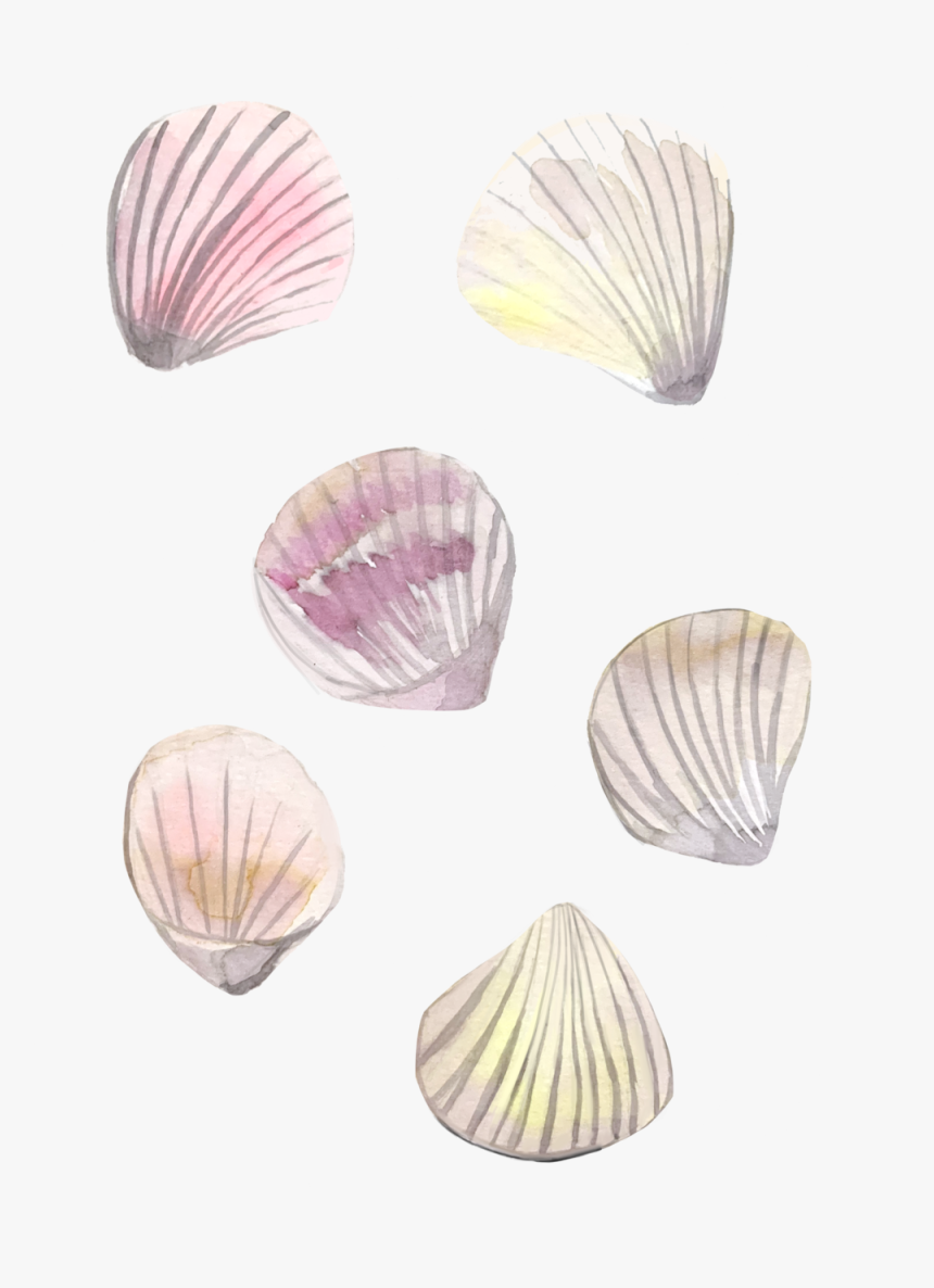 Shells - Baltic Clam, HD Png Download, Free Download