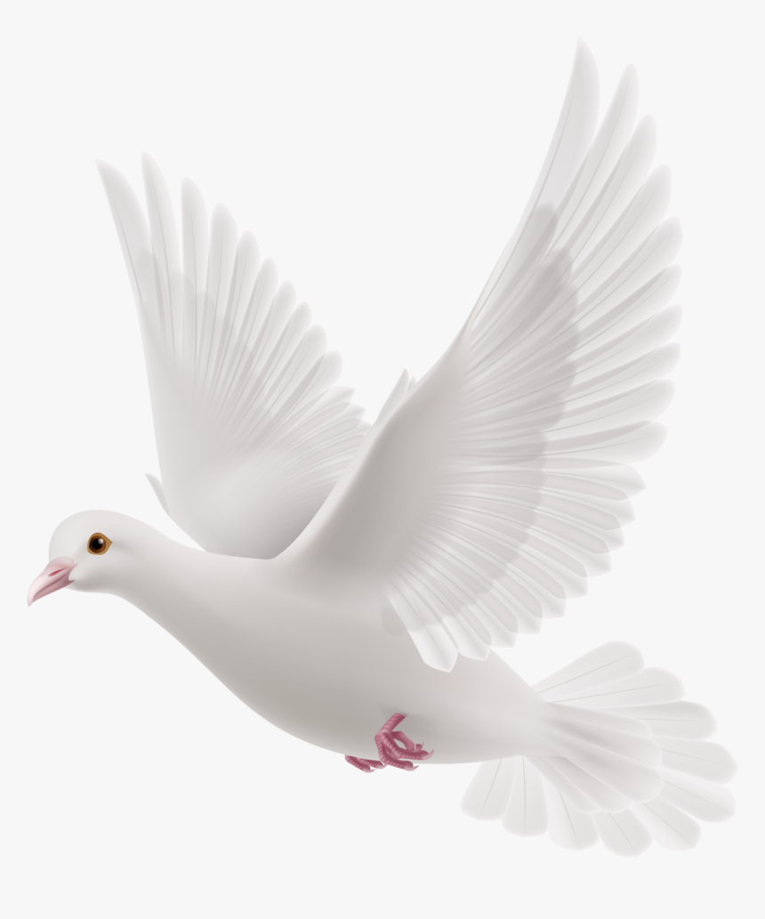 Thumb Image - White Dove Transparent Background, HD Png Download, Free Download