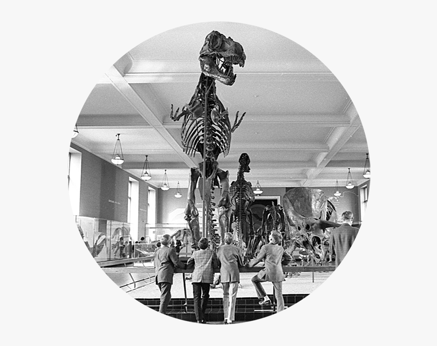 Archival Image Of Visitors Looking Upwards At Standing - T Rex Exhibit Amnh, HD Png Download, Free Download