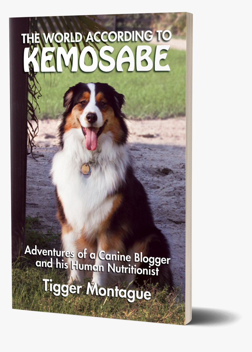 Bernese Mountain Dog, HD Png Download, Free Download