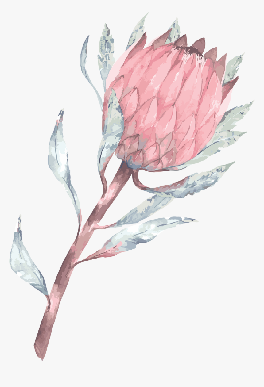 Phone Wallpaper Protea , Png Download - Pink Protea Watercolour, Transparent Png, Free Download