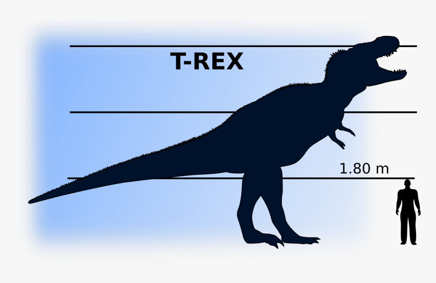 This Free Icons Png Design Of T-rex Vs Man , Png Download - Tyrannosaurus Rex Compared To Human, Transparent Png, Free Download