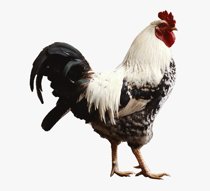 Live Chicken Png, Transparent Png, Free Download
