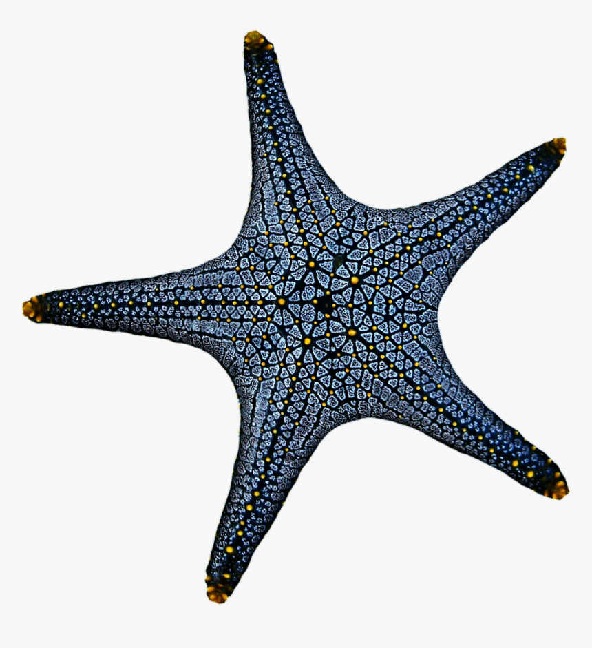 Blue Starfish Png - Linckia Laevigata Draw, Transparent Png, Free Download