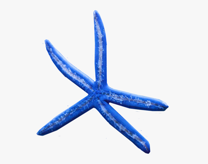 Starfish, HD Png Download, Free Download