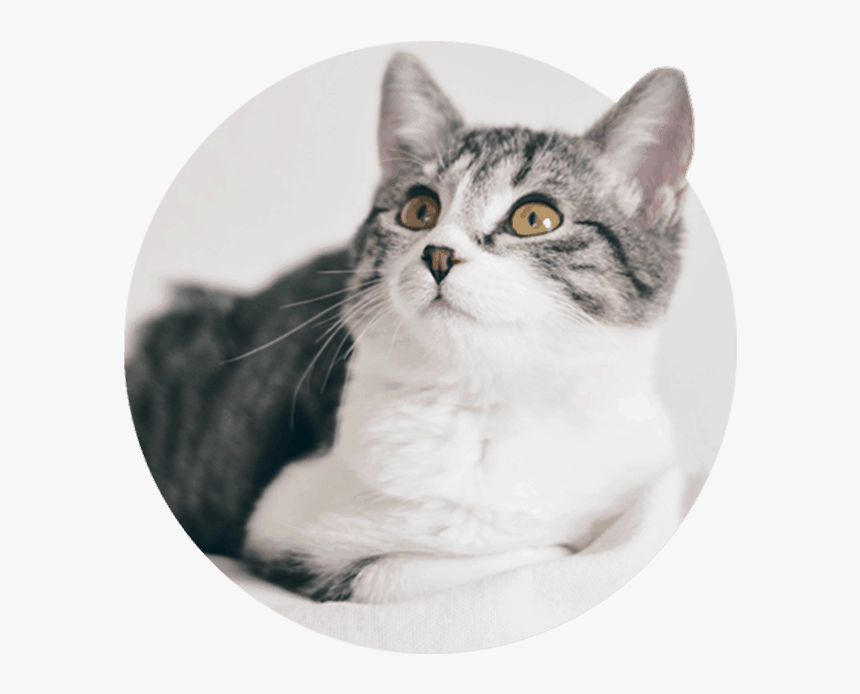 Cat, HD Png Download, Free Download