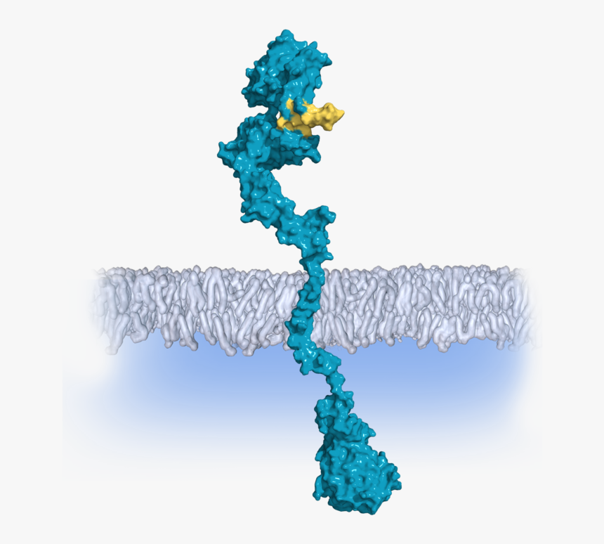 Illustration, HD Png Download, Free Download