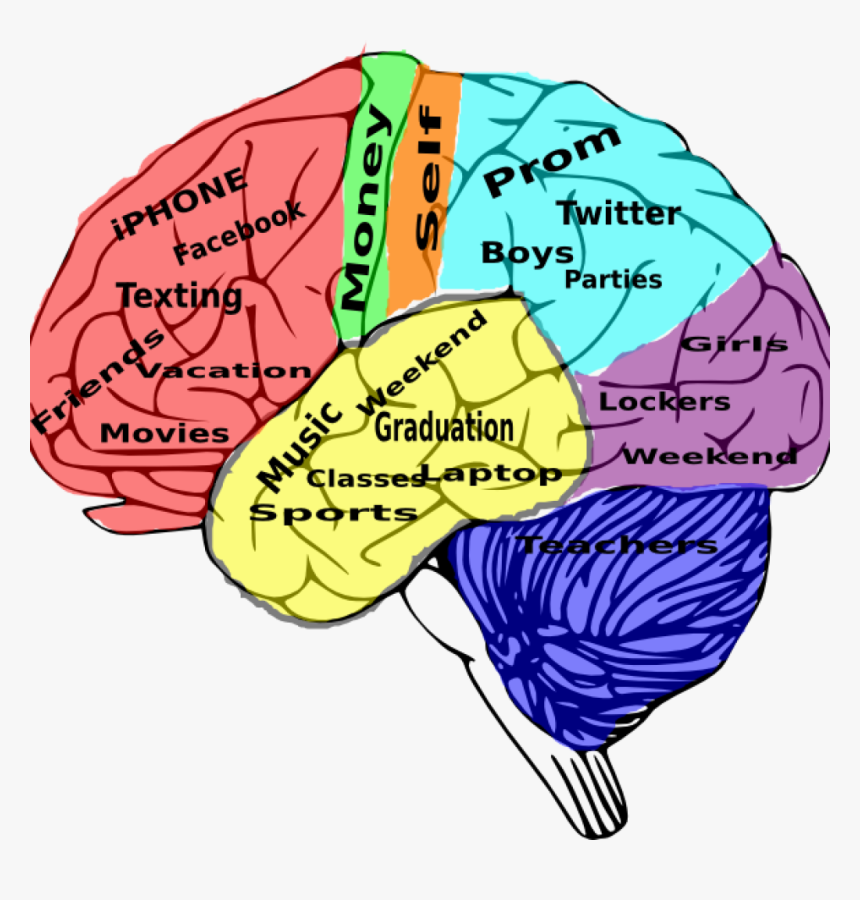 Brains школа. Мозг клипарт. Искусственный мозг. Мозг клипарт на прозрачном фоне. Мозг Льва.