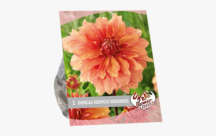 Dahlia, HD Png Download, Free Download