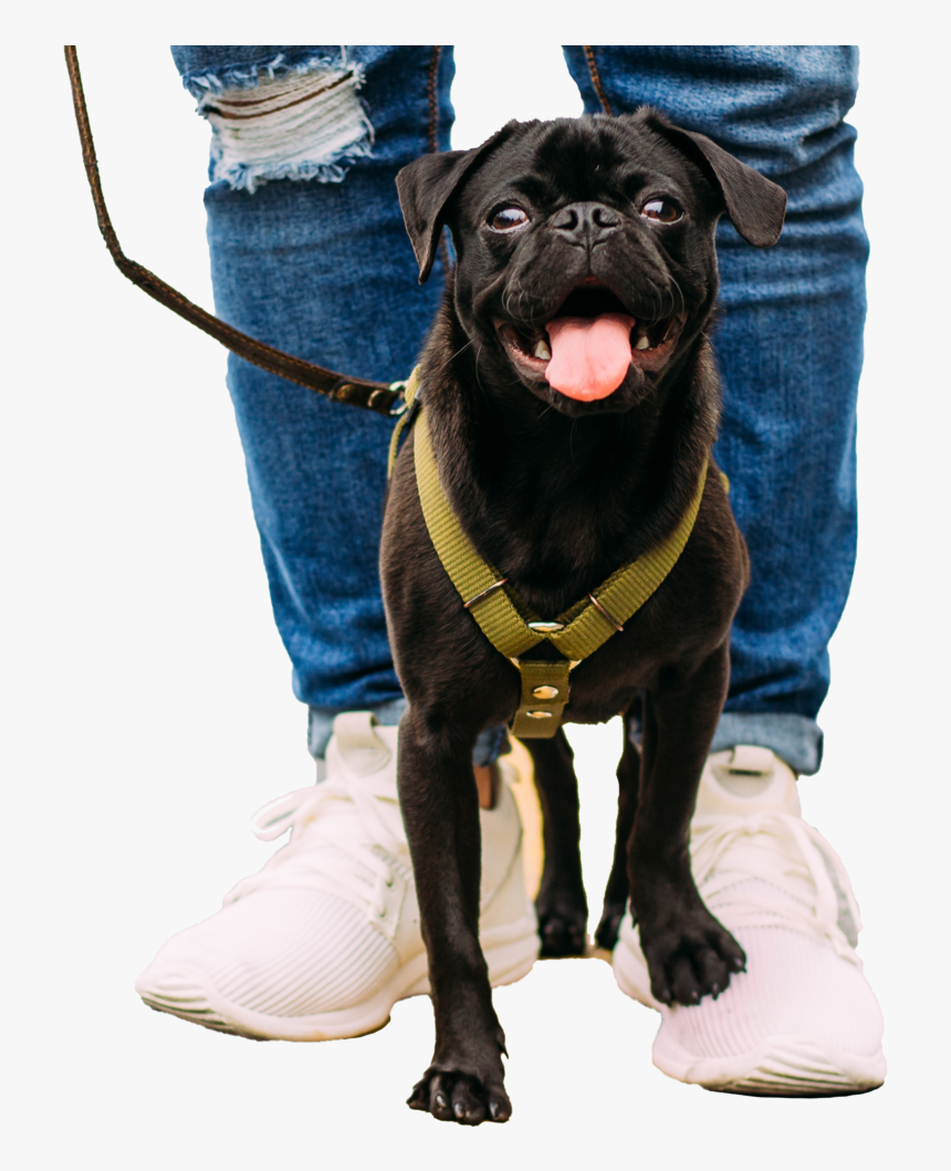 Pug On Feet, HD Png Download, Free Download