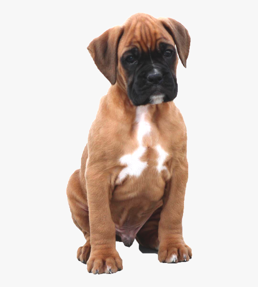 Boxer, HD Png Download, Free Download