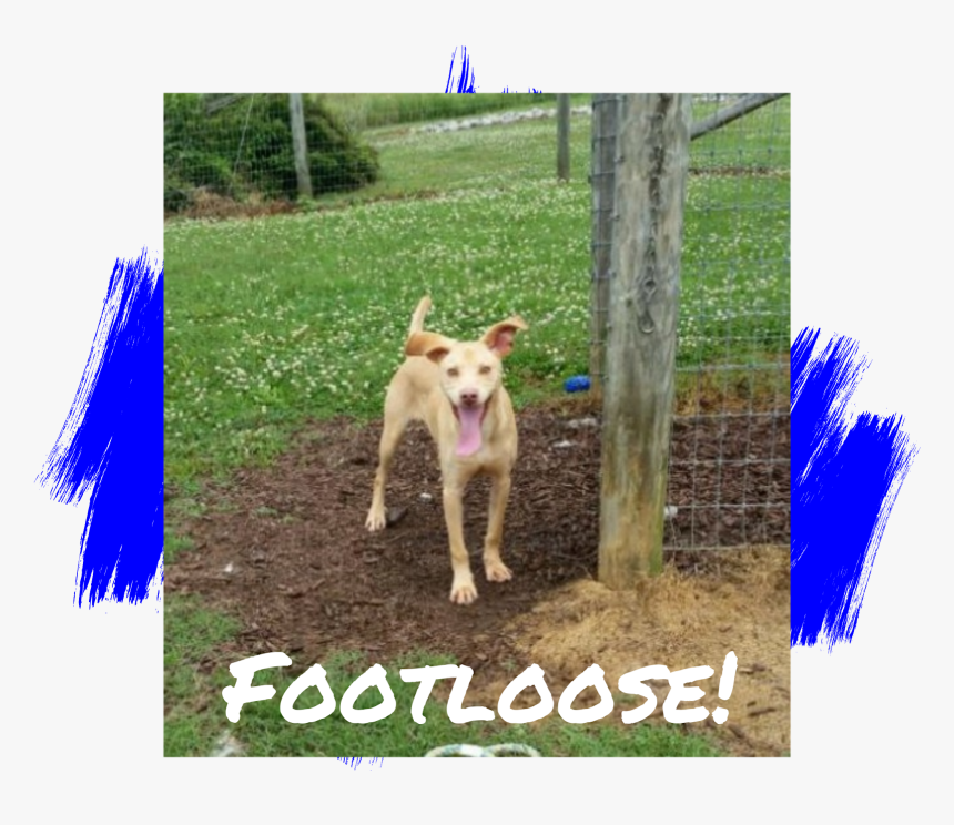 Dog - Dog Catches Something, HD Png Download, Free Download