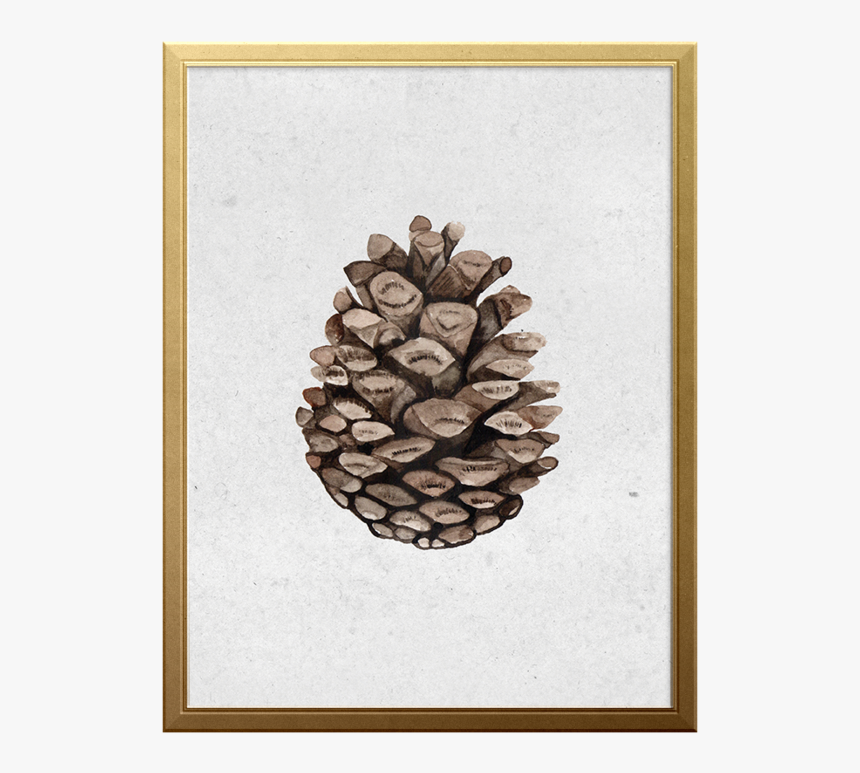 Seedling Art Print - Mexican Pinyon, HD Png Download, Free Download