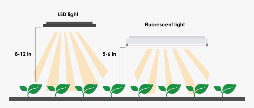 Give Seedlings Enough Light - Grow Light Distance From Plants, HD Png Download, Free Download