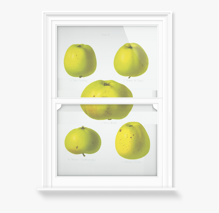 Mango, HD Png Download, Free Download