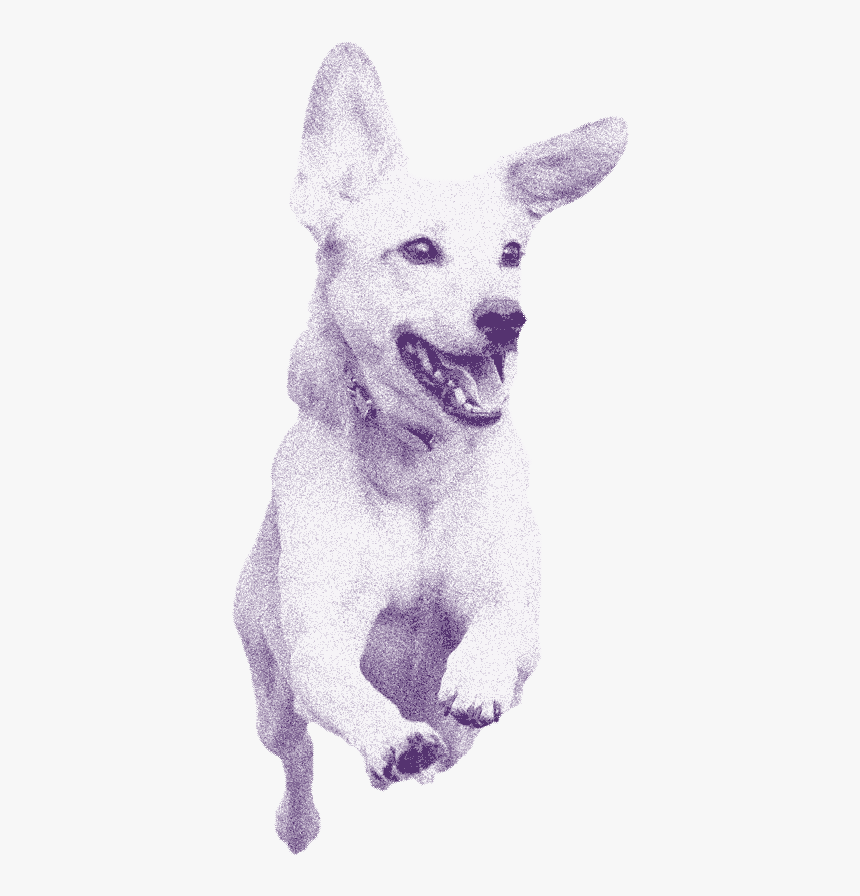 White Shepherd, HD Png Download, Free Download