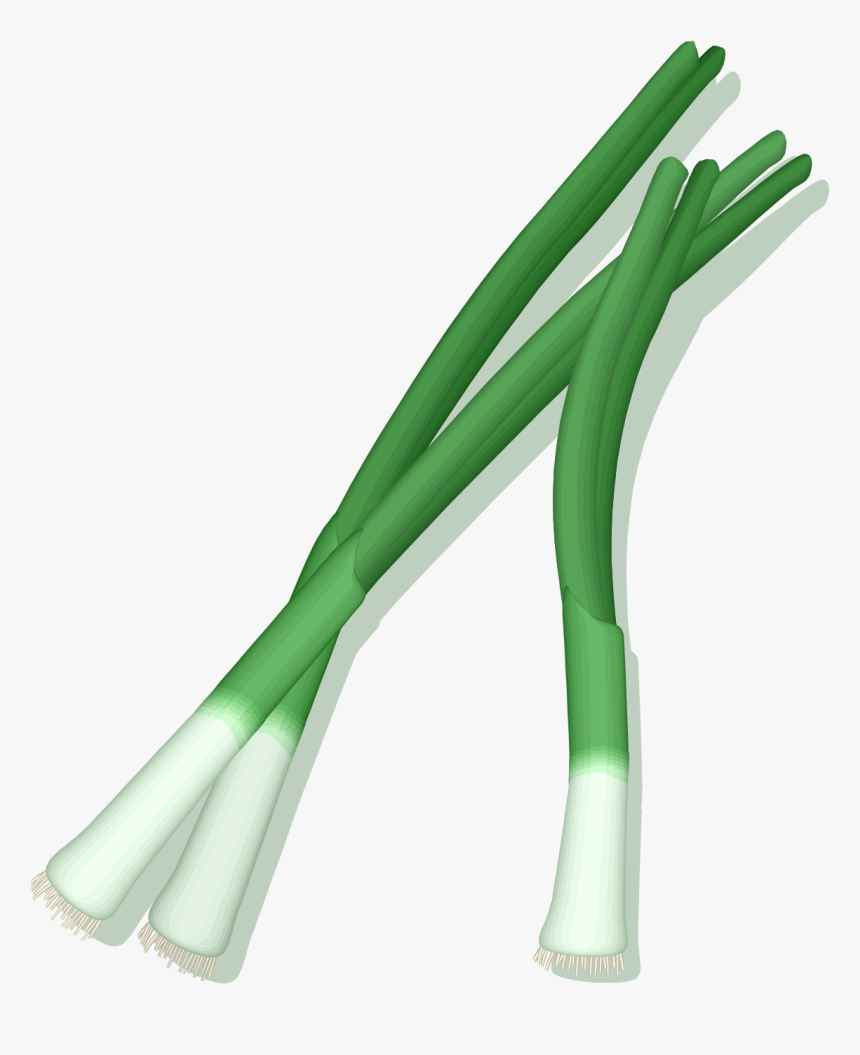 Green Onion Vector Png, Transparent Png, Free Download