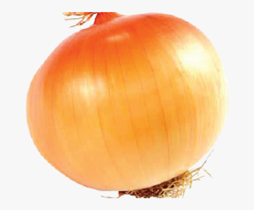 1 Large Yellow Onion, HD Png Download, Free Download