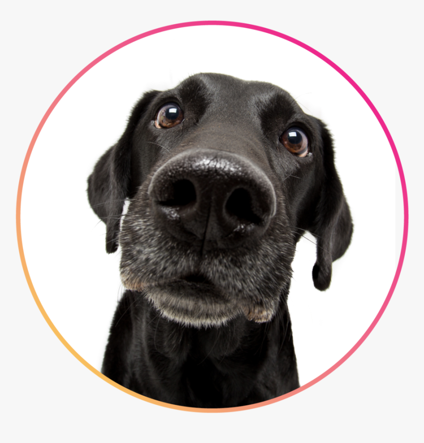 Salonservices - Dog Nose Png, Transparent Png, Free Download