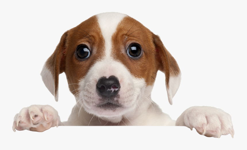 Dog Png, Transparent Png, Free Download