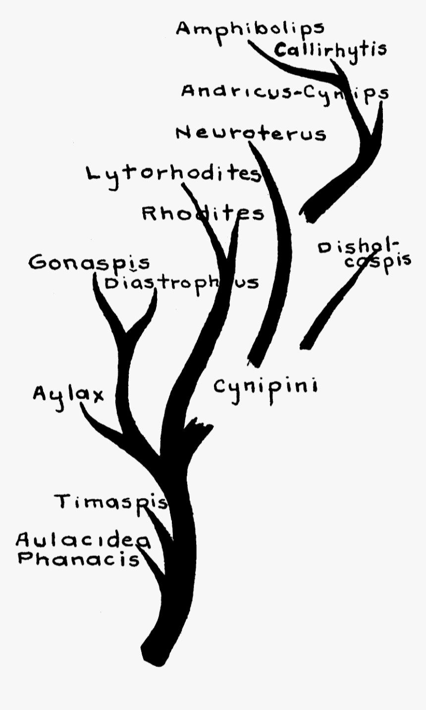 Cynipidae Family Tree - Calligraphy, HD Png Download, Free Download