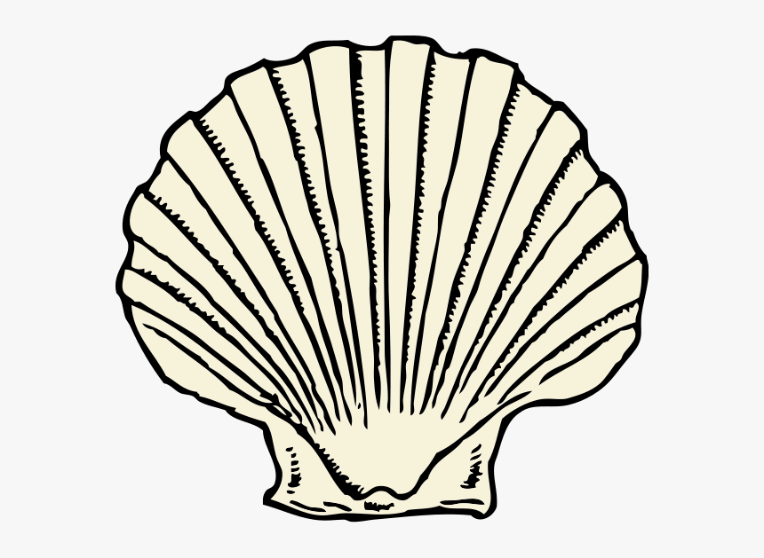 Scallop Shell Png Clip Arts - Scallop Clipart, Transparent Png, Free Download