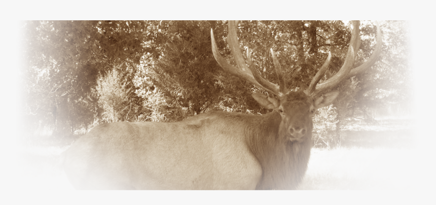 Stone Creek Mo, Provides Exotic Hunts And Standard - Elk, HD Png Download, Free Download