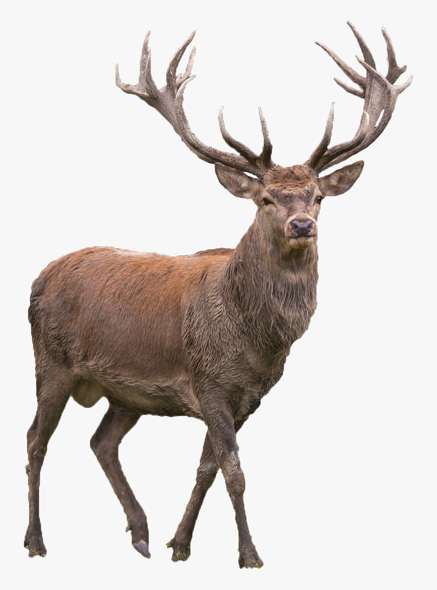 Red Deer Elk Barasingha - Red Deer Png, Transparent Png, Free Download