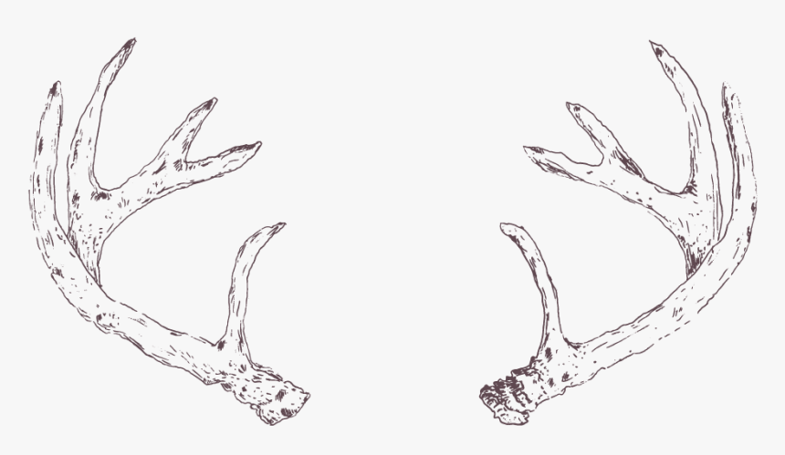 Drawing Of Silver Antlers Png Hd, Transparent Png, Free Download