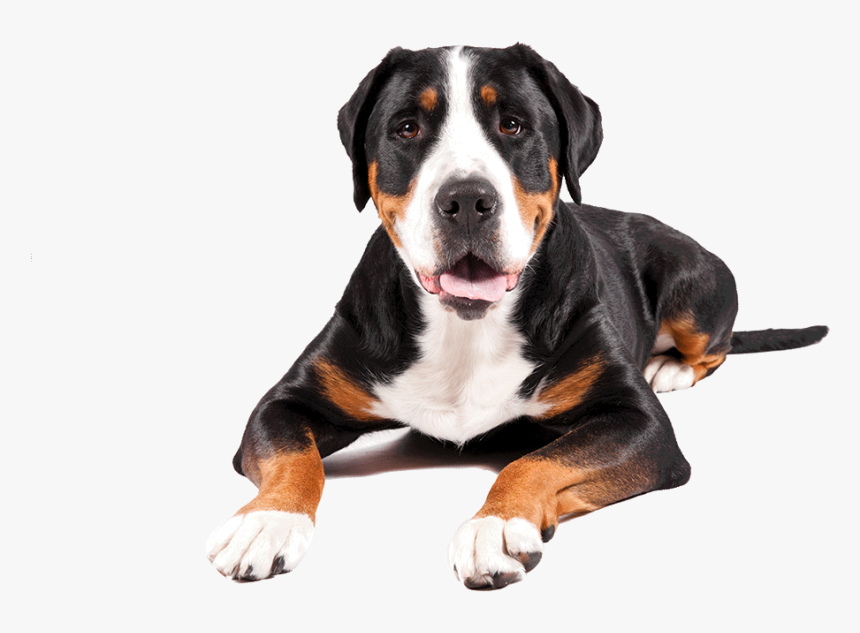 Greater Swiss Mountain Dog Png, Transparent Png, Free Download