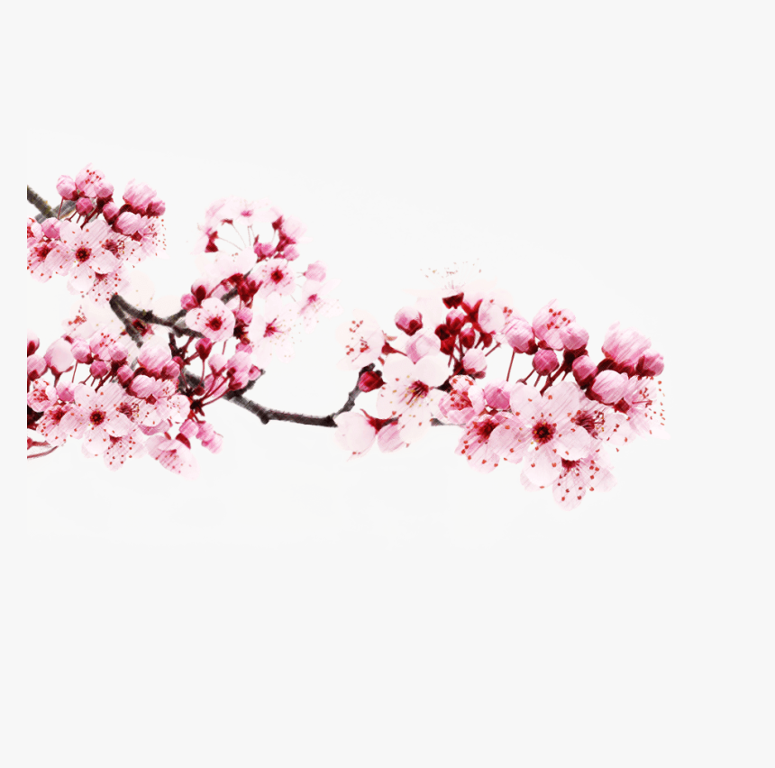 Transparent Japanese Cherry Blossom Tree - Transparent Cherry Blossom Png, Png Download, Free Download