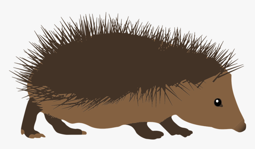 Hedgehog Png Clipart, Transparent Png, Free Download
