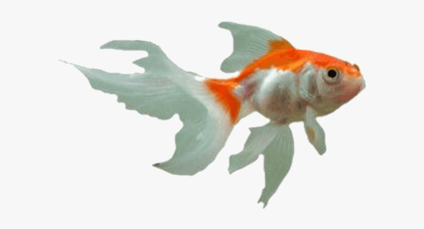 Pngs For Moodboards Pngs - Koi Fish Png Aesthetic, Transparent Png, Free Download