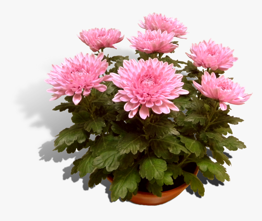 Potchrysant Deco 23cm Schaal Productfoto Shadow - Хризантема Розовая В Горшке, HD Png Download, Free Download