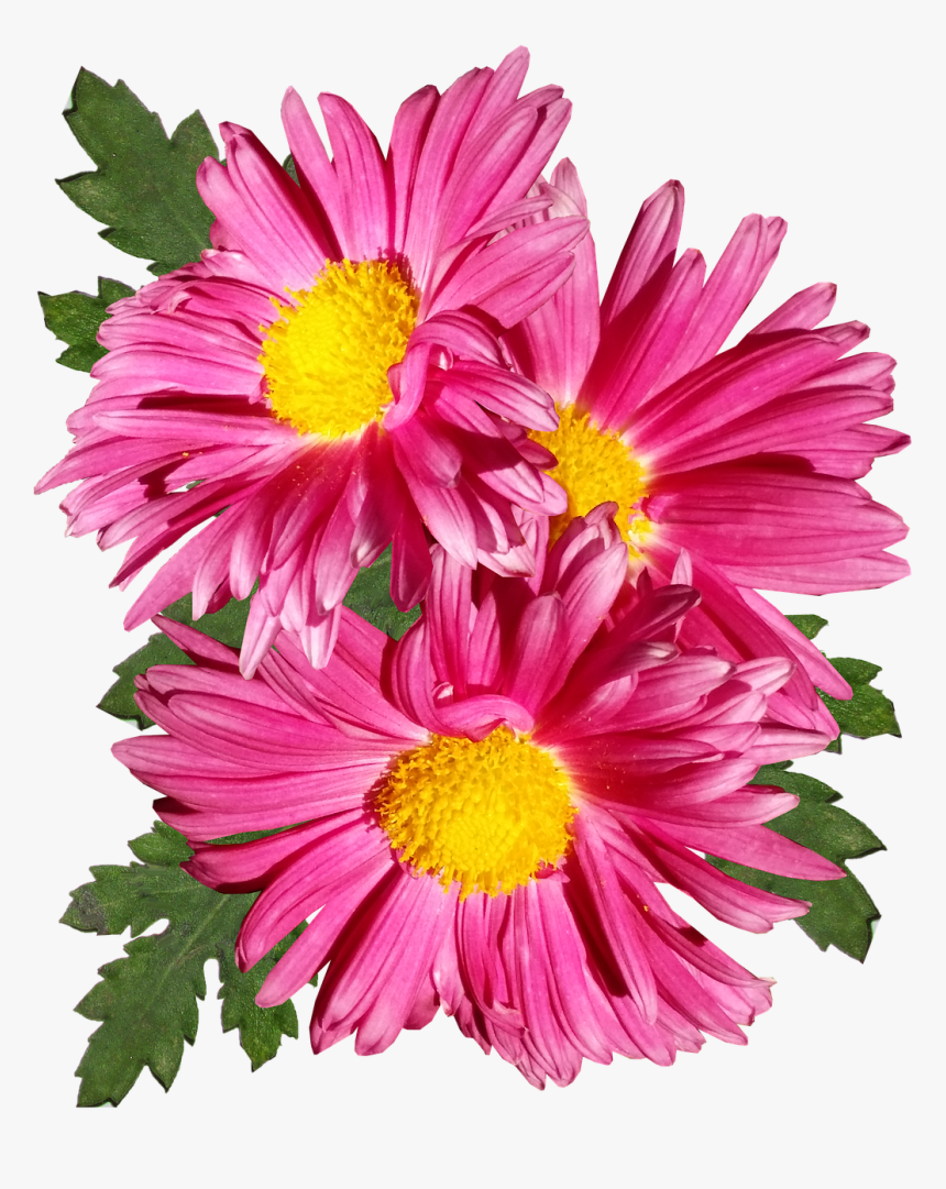 Chrysanthemum, Pink, Flower, Garden, Plant,free Pictures, - Marguerite Daisy, HD Png Download, Free Download
