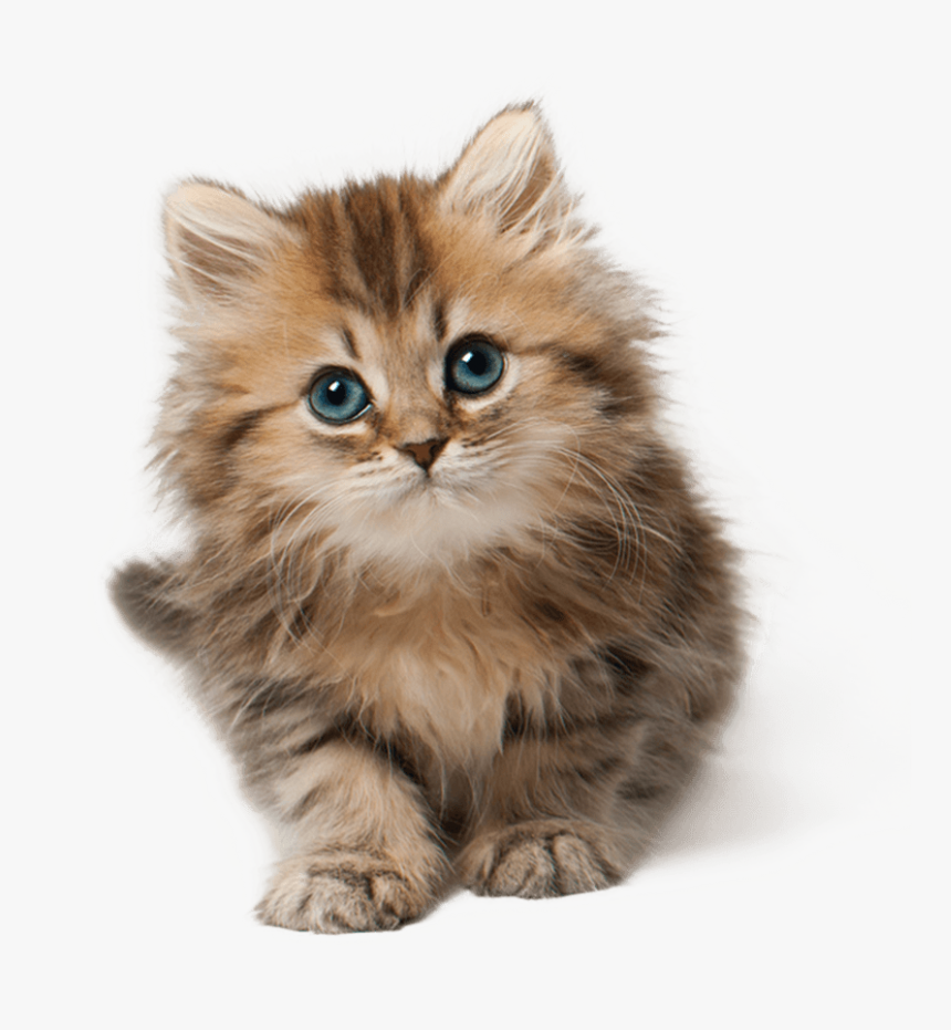 Cute Cat Kitten Png Png Image - Png Kittens, Transparent Png, Free Download