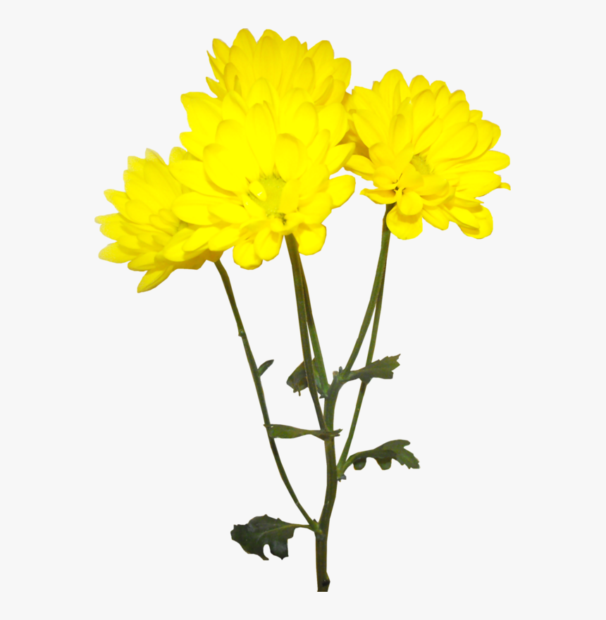 Image Royalty Free Library Forgetmenot Flowers Chrysanthemums - Tube Png Fleur Jaune, Transparent Png, Free Download