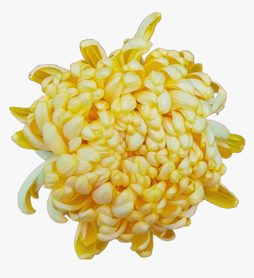 #flower #chrysanthemum #yellow - Artificial Flower, HD Png Download, Free Download