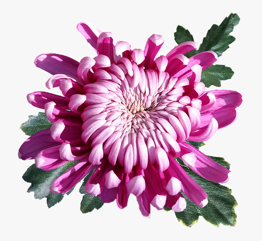 Transparent Chrysanthemum Flower Png, Png Download, Free Download