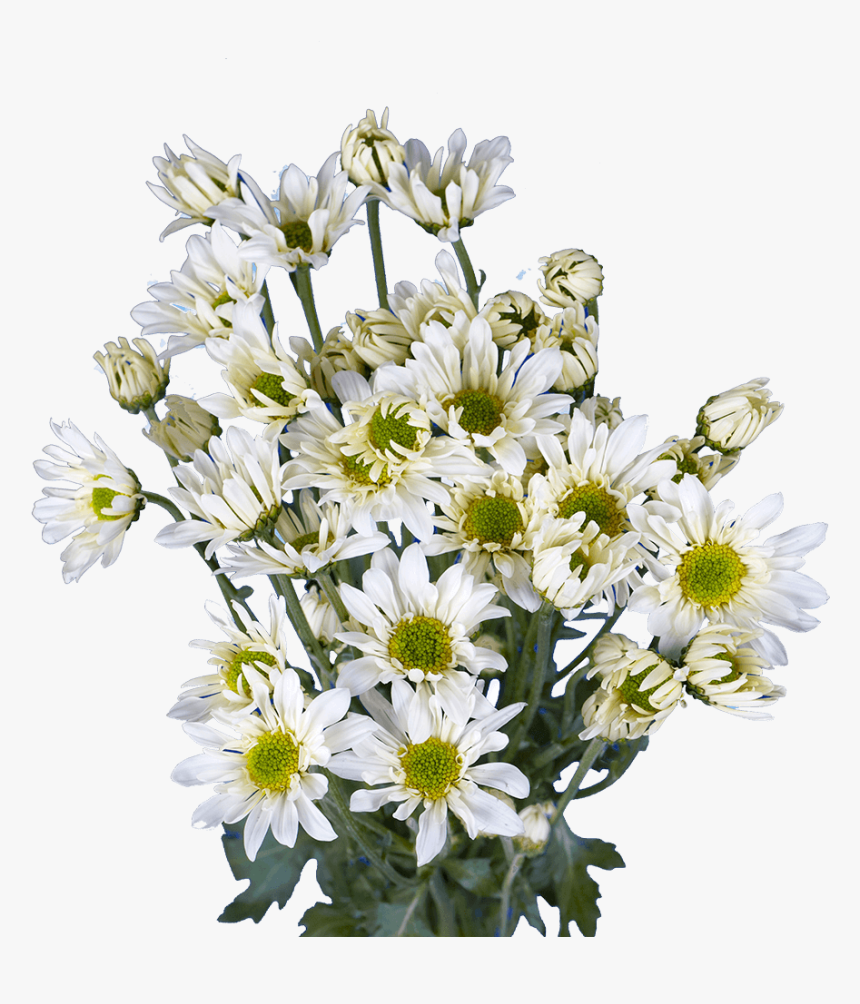 Best White Chrysanthemum Daisy Flowers - Bouquet, HD Png Download, Free Download