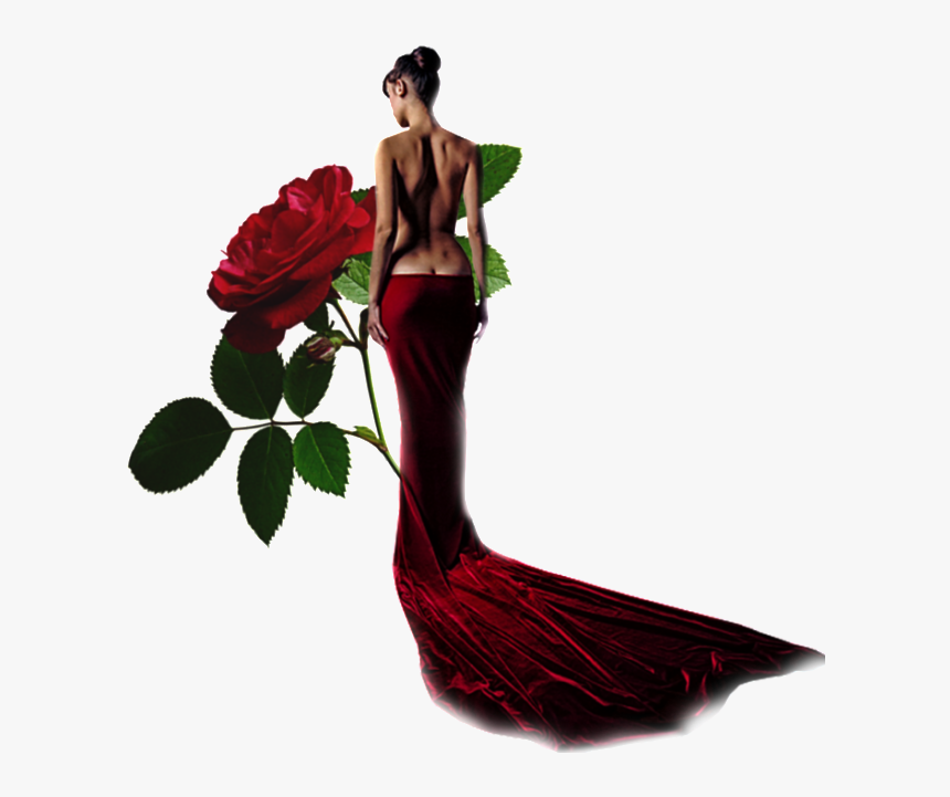 Rose, HD Png Download, Free Download