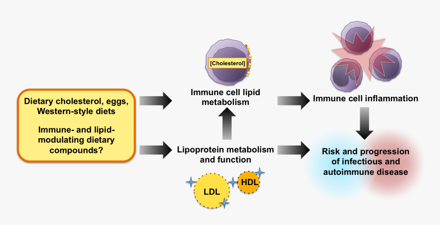 High Cholesterol Diet Pathogenesis, HD Png Download, Free Download