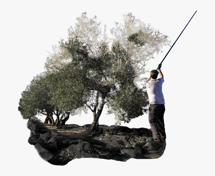 Transparent Olive Branches Png - Pitch And Putt, Png Download, Free Download