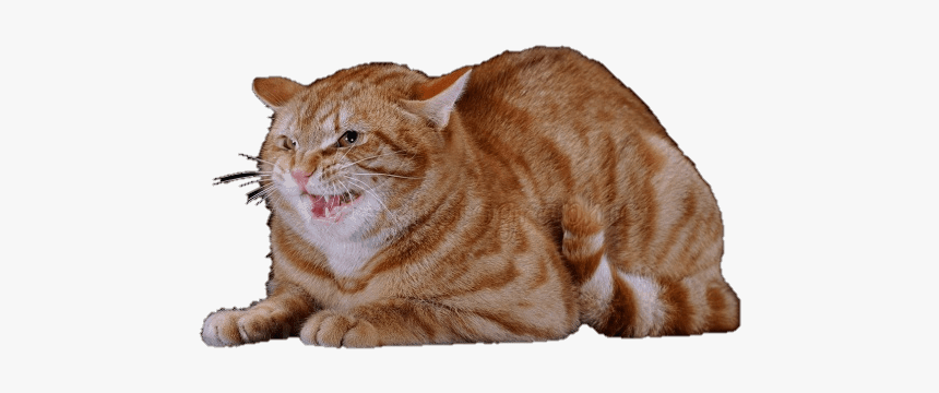 Cat Defensive Aggression - Cat Defensive, HD Png Download, Free Download