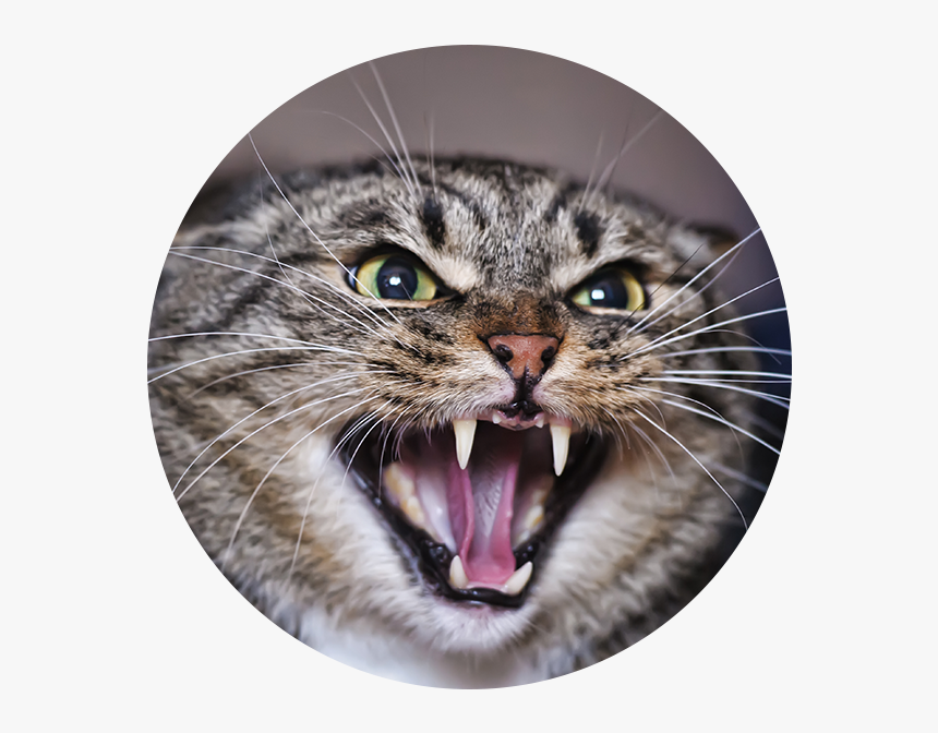 Angry Adult Tabby Cat - Side View Cat Hissing, HD Png Download, Free Download